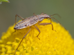 Nabis punctipennis