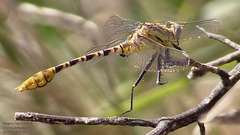 Dromogomphus spoliatus