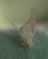 Takecallis arundinariae