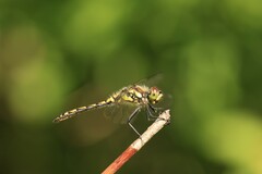 Sympetrum danae
