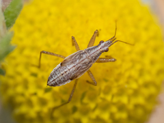 Nabis punctipennis