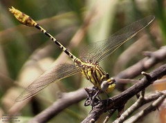 Dromogomphus spoliatus