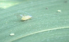 Takecallis arundinariae