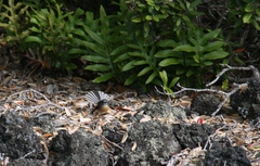 Rhipidura fuliginosa