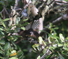 Rhipidura fuliginosa