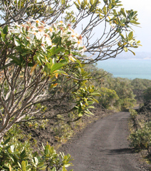 Brachyglottis kirkii