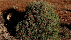 Lessertia spinescens