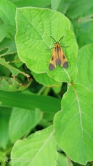 Dycladia emerita