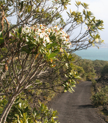 Brachyglottis kirkii