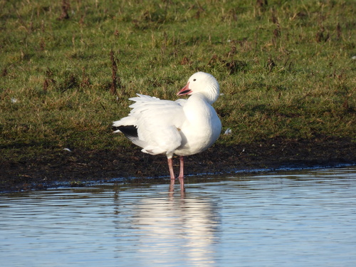 Ánsar nival (Anser caerulescens)