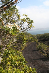 Brachyglottis kirkii