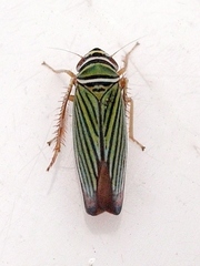 Tylozygus bifidus