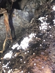 Henningsomyces candidus