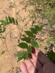 Wisteria frutescens