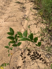 Wisteria frutescens