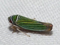 Tylozygus bifidus