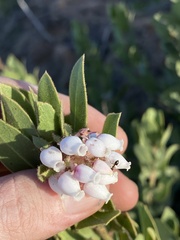 Arctostaphylos glandulosa