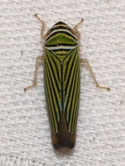 Tylozygus bifidus