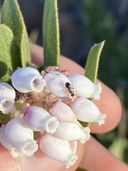 Arctostaphylos glandulosa