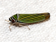 Tylozygus bifidus
