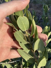 Arctostaphylos glandulosa
