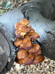 Flammulina velutipes