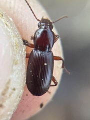 Pterostichus angustus