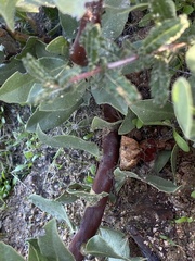 Arctostaphylos glandulosa