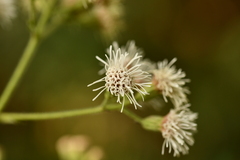 Koanophyllon longifolium