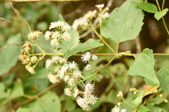 Koanophyllon longifolium