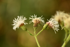 Koanophyllon longifolium