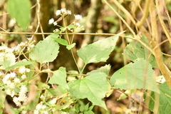 Koanophyllon longifolium