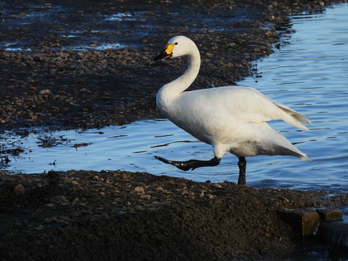 Cisne chico (Cygnus columbianus)