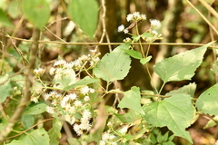 Koanophyllon longifolium