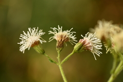 Koanophyllon longifolium