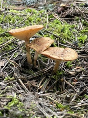 Infundibulicybe squamulosa