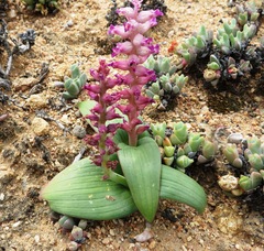 Lachenalia carnosa