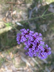 Verbena bonariensis