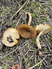 Infundibulicybe squamulosa