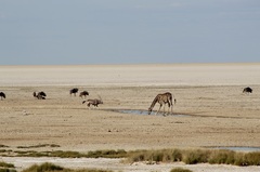 Giraffa camelopardalis angolensis
