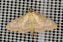 Paratalanta hyalinalis
