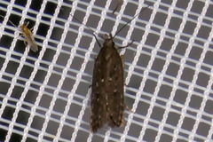 Neofaculta ericetella