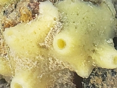 Hymeniacidon perlevis