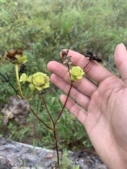 Silphium compositum