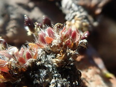 Draba subcapitata