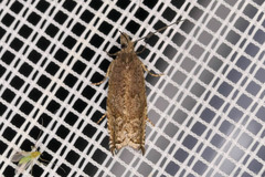 Ancylis unguicella