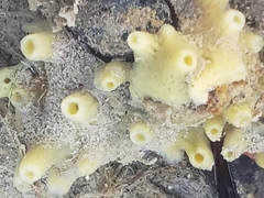 Hymeniacidon perlevis