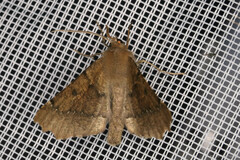 Odontopera bidentata