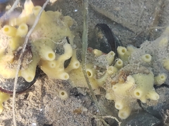 Hymeniacidon perlevis