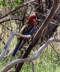 Platycercus elegans × eximius